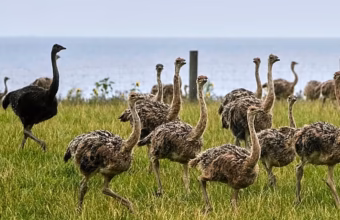 Ostrich at a South African farm amid allegations over feather removal practices