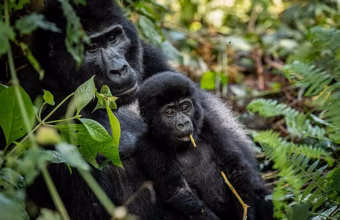 Community members and students planting trees near Bwindi Impenetrable National Park in Uganda