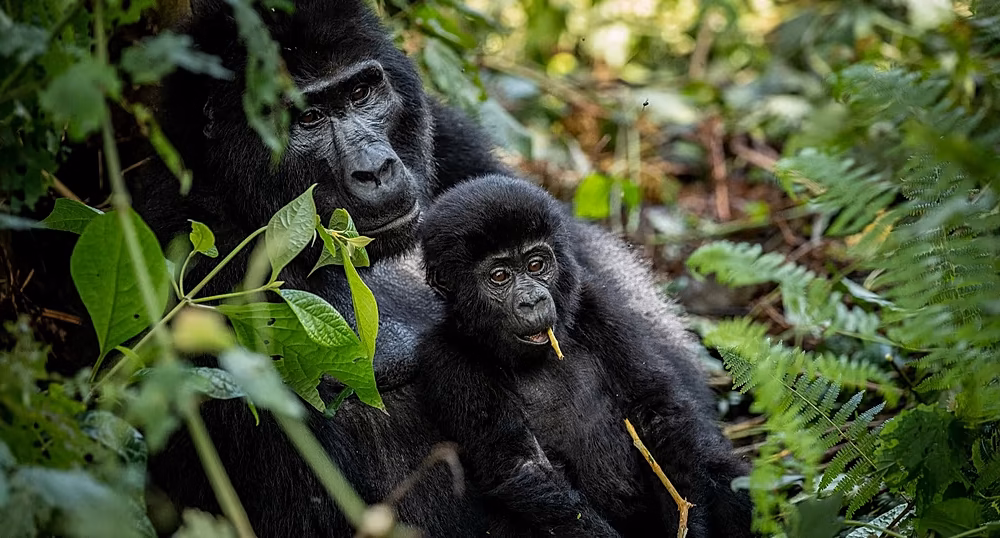 Community tree planting near Uganda’s Bwindi Impenetrable National Park to protect mountain gorilla habitat