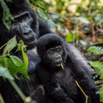 Community tree planting near Uganda’s Bwindi Impenetrable National Park to protect mountain gorilla habitat